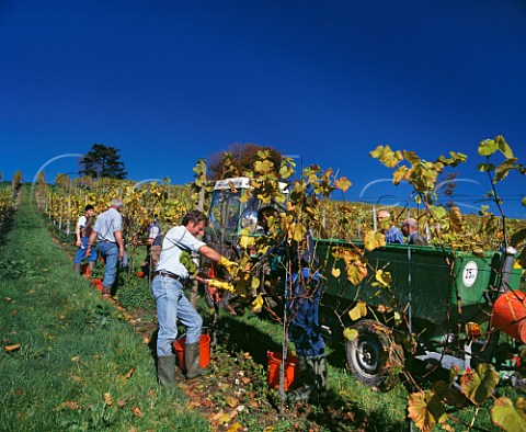 Picking Pinot Blanc grapes in vineyard of  Denbies Estate Dorking Surrey England