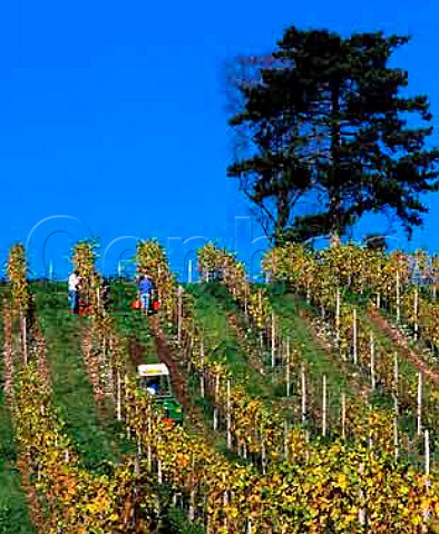 Picking Pinot Blanc grapes in vineyard at Denbies   Estate Dorking Surrey England