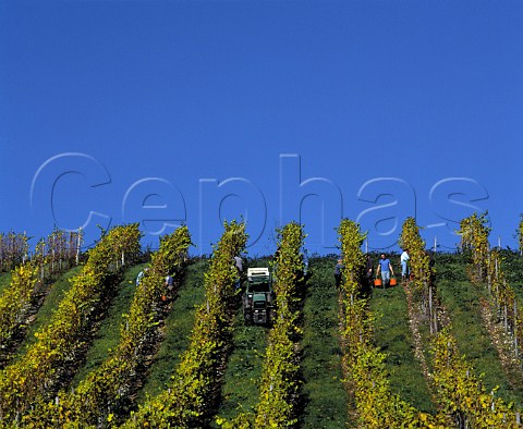 Picking Pinot Blanc grapes in vineyard of Denbies   Estate Dorking Surrey England