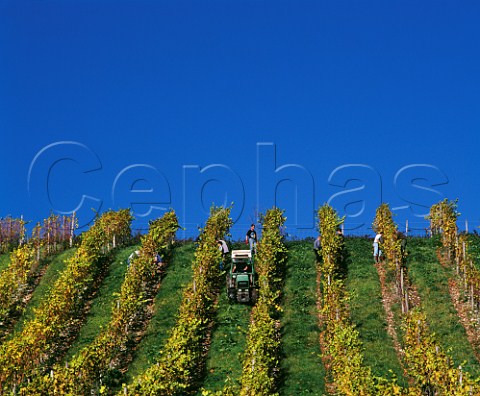 Picking Pinot Blanc grapes in vineyard at Denbies Estate Dorking Surrey England