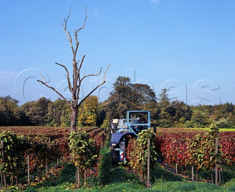 Machine harvesting grapes in vineyard of Denbies Estate Dorking Surrey England