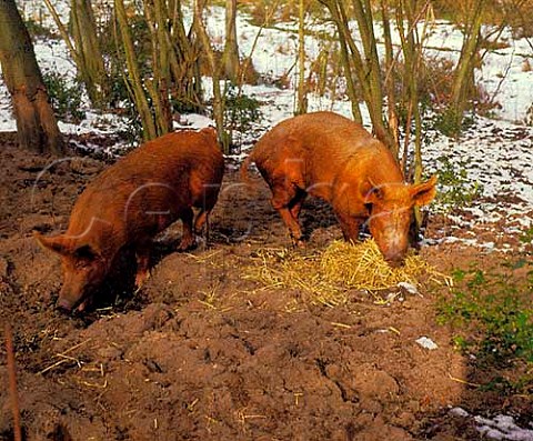 Tamworth boar and sow Category 1 rare breed