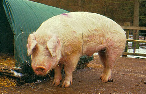 British Lop boar