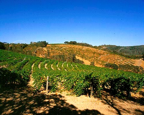 Vineyards in Conn valley east of St Helena Napa valley California