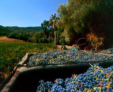 Trefethen vineyards Cabernet Sauvignon Napa   California