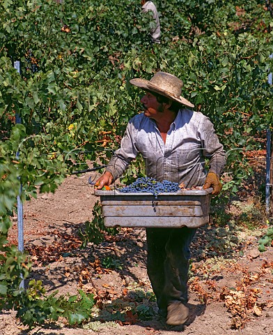 Harvesting Cabernet Sauvignon grapes at Trefethen Vineyards Napa California  Napa Valley