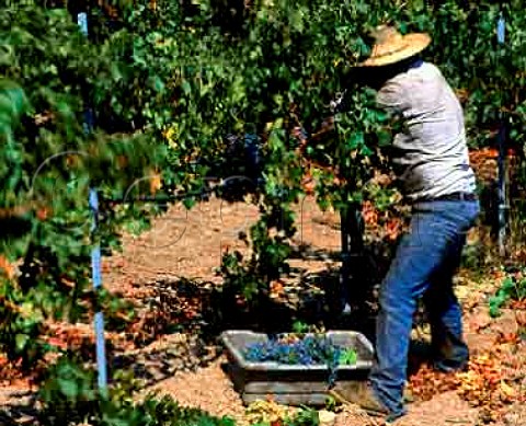 Cabernet Sauvignon Trefethen   vineyards Napa California