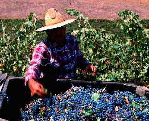 Harvesting Cabernet Sauvignon grapes of Trefethen   vineyards Napa California