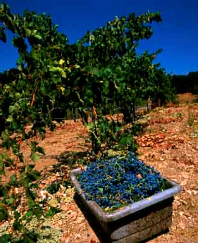 Harvesting Cabernet Sauvignon at   Trefethen Vineyards Napa California      Napa Valley
