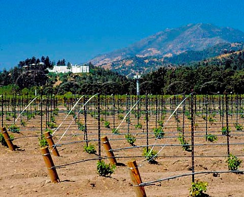 Sterling winery and replanted vineyard Calistoga   Napa valley California