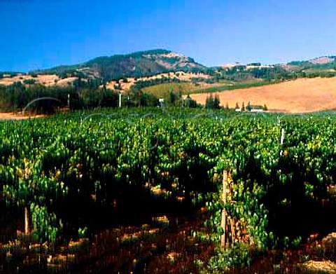 Irrigation at Wildwood vineyards Sonoma   valley California
