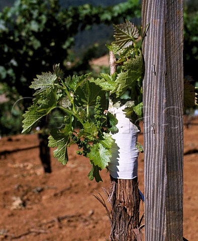Cabernet Sauvignon grafted onto less profitable  Sauvignon Blanc rootstocks St Helena Napa Valley  California