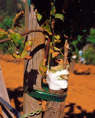 Cabernet Sauvignon grafted onto less profitable   Sauvignon Blanc rootstocks Newton vineyards St   Helena Napa valley California