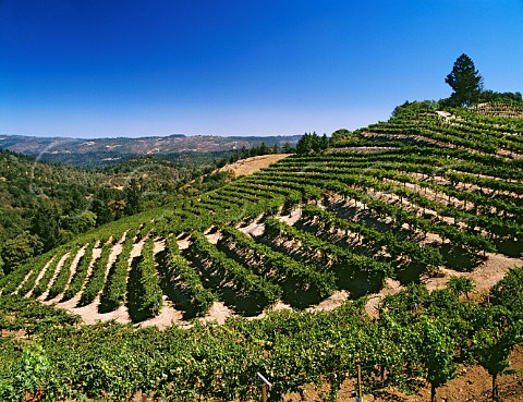 Newton vineyards St Helena Napa Valley California