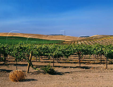 Buena Vista vineyards with tumbleweed Sonoma County  California  Carneros