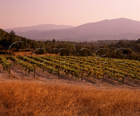 Vineyard of Heitz Wine Cellars St Helena Napa Valley California
