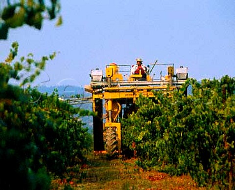 Machine harvesting of Chardonnay grapes   Trefethen vineyards Napa California