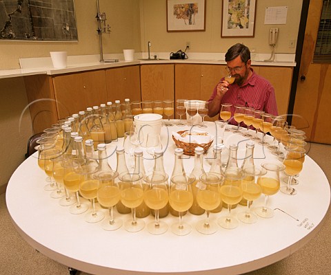Oenologist assessing samples from different vats of  Chardonnay  Robert Mondavi Winery Oakville   Napa Valley California