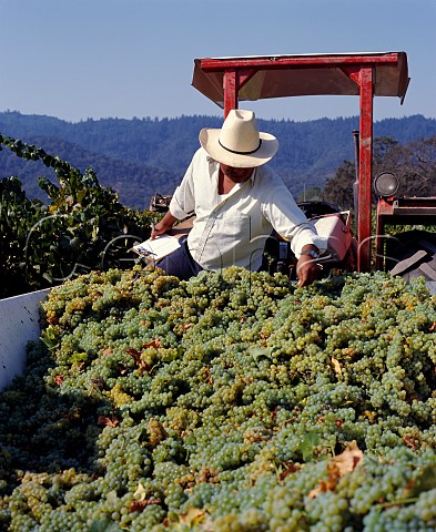 Harvesting Chardonnay grapes for Robert Mondavi Winery Oakville Napa Valley California