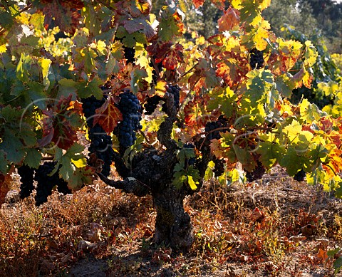 Old Zinfandel vine in the Russian River region   Sonoma Co California