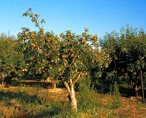 Apples Green Valley Sonoma California