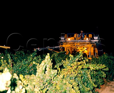 Night time harvesting of Chardonnay Trefethen vineyards Napa California