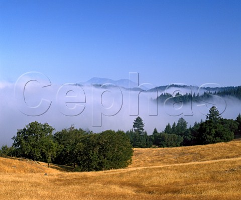 Above the morning fog high up in the hills east of   Santa Rosa at the head of the Sonoma Valley   California
