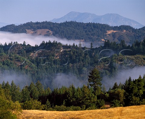 Above the morning fog high in the hills at the head  of the Sonoma Valley east of Santa Rosa with Mount St Helena in the distance California