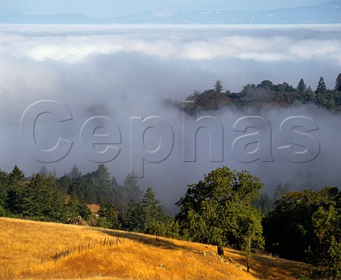 Above the morning fog high in the hills at the head of the Sonoma Valley Sonoma County California