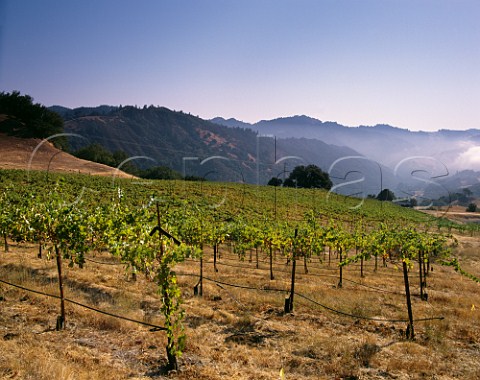 Cabernet Sauvignon vineyard of Adler Fels high in the hills at the head of the Sonoma Valley east of Santa Rosa Sonoma Co California