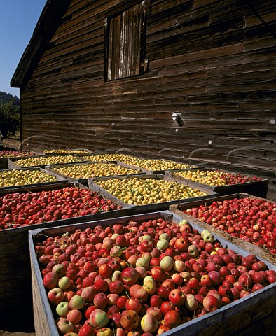 Harvested apples in crates alongside wooden barn  Sonoma Co California