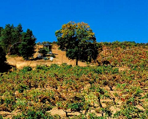 Vineyard west of Healdsburg Sonoma Co California    Dry Creek Valley