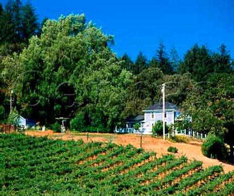 Vineyard west of Healdsburg Sonoma Co California   Dry Creek Valley