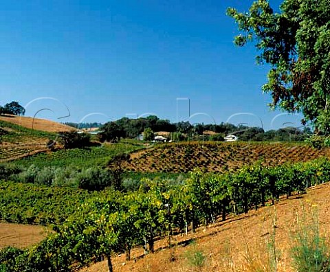 Vineyards along Westside Road south of Healdsburg   Sonoma Co California Russian River Valley AVA