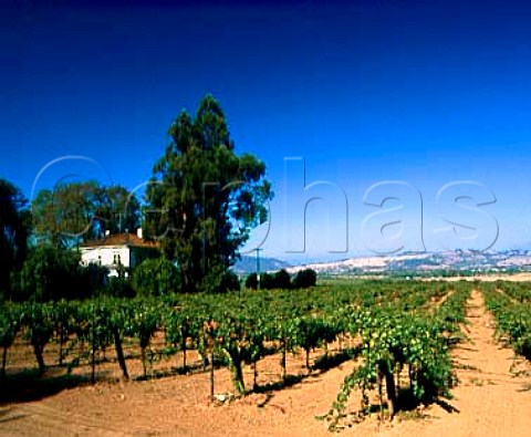 Zinfandel vineyards along Westside Road south of   Healdsberg Sonoma Co California  Russian River   AVA