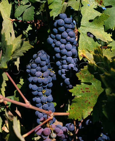 Primitivo grapes