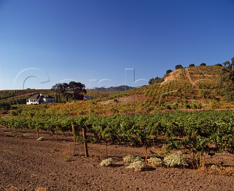 Vineyards in Dry Creek Valley Sonoma Co California
