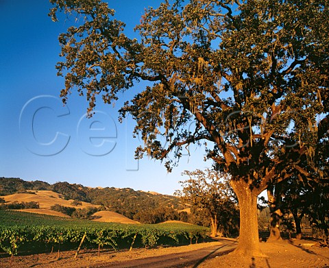 Vineyard and oak trees in late evening Near Windsor Sonoma County California  Chalk Hill AVA