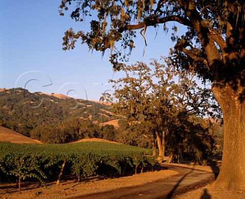Oak trees by vineyard near Healdsburg Sonoma Co California   Chalk Hill AVA