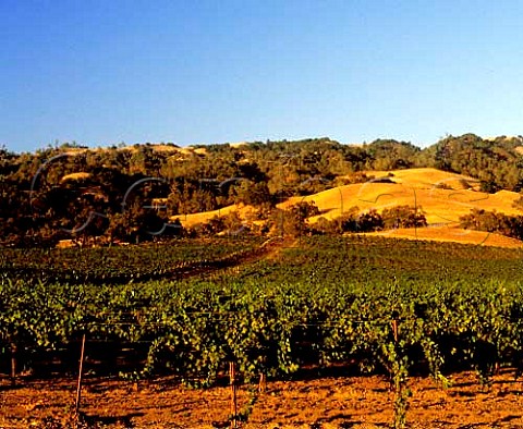 Vineyards south east of Healdsburg Sonoma Co   California Chalk Hill AVA