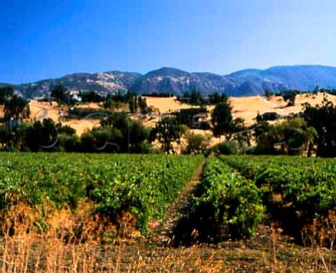Vineyards near Ukiah Mendocino CoCalifornia