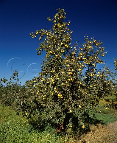 Pear orchard at Lakeport Lake Co California