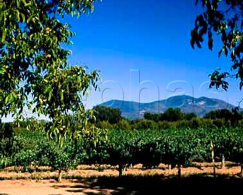 Vineyard and almond trees with Mount  Konocti in distance Lakeport Lake Co California