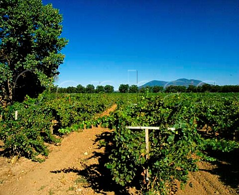 Vineyard with Mount Konocti beyond Lakeport Lake   Co California   Clear Lake AVA