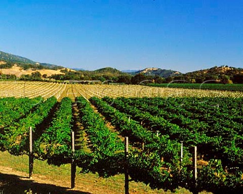 Vineyards in the Russian River valley south of   Ukiah Mendocino Co California