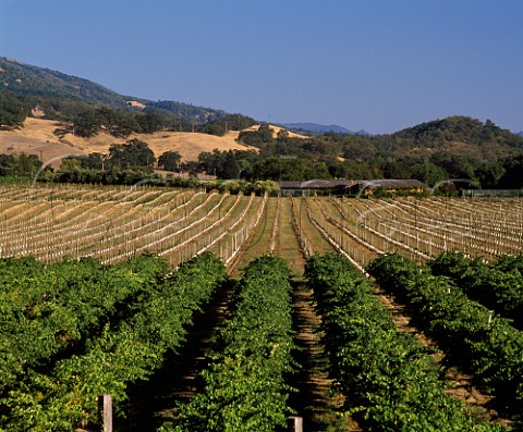 Vineyards in the valley of the Russian River south of  Ukiah Mendocino Co California   Mendocino