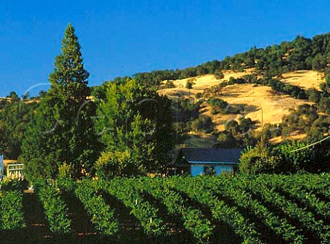 Vineyards in Redwood Valley north of Ukiah   Mendocino Co California