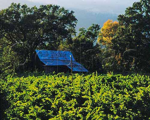 Vineyard in Redwood Valley north of Ukiah   Mendocino Co California