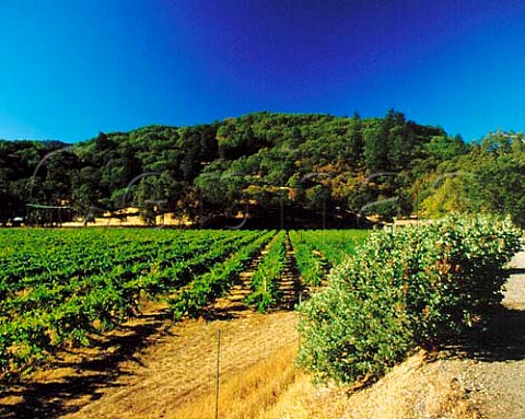 Riesling vineyard of Cole Ranch near Ukiah   Mendocino Co California   Cole Ranch AVA