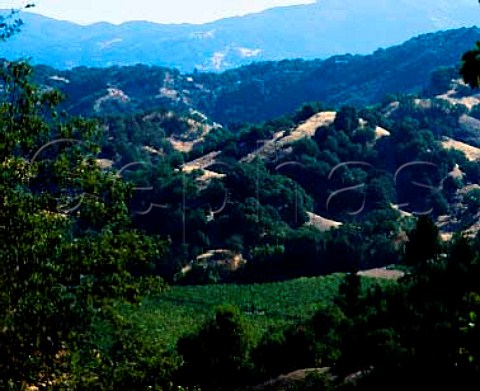 Riesling vines at Cole Ranch South of Ukiah   Mendocino CoCalifornia